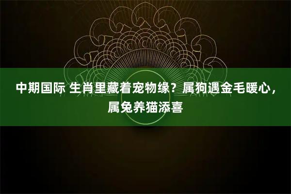 中期国际 生肖里藏着宠物缘？属狗遇金毛暖心，属兔养猫添喜